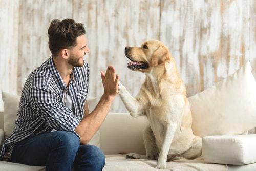Pet Custody: Who Gets the Dog in an Illinois Divorce? Illinois divorce attorney, Illinois family lawyer, Illinois child custody lawyer, attorney fees,