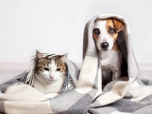 Who Gets the Pet in a Divorce? Illinois divorce attorney, Illinois family law attorney, Illinois divorce laws,